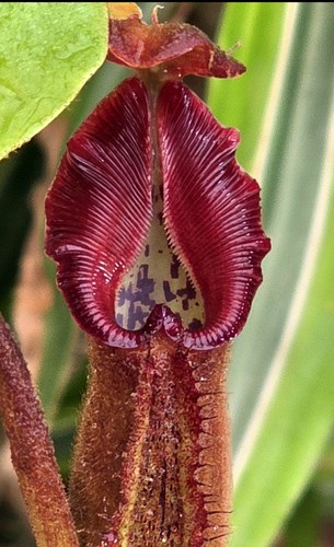 Nepenthes aff nebularum 1 - nepenthes, #1