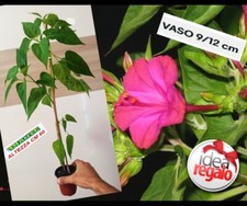 Pianta Vera in vaso: Mirabilis