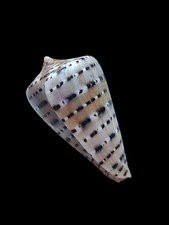 Shell conchiglia conus - shell,