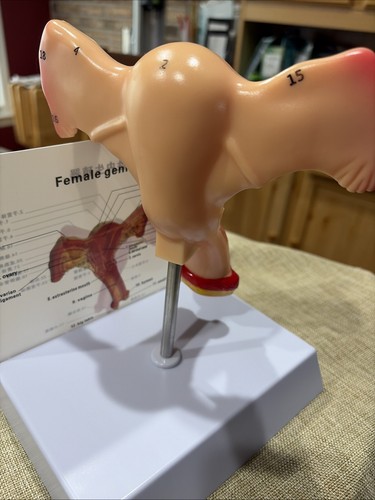 Anatomy model human - model,