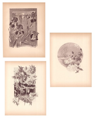 Stampe antiche lotto fiori - antiche,