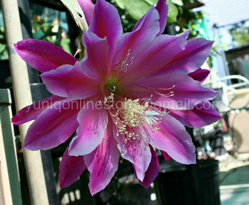 Epiphyllum non radicato - (1),