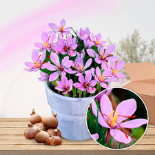 Bulbi Di Zafferano Crocus