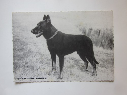 Beauceron cartolina cane