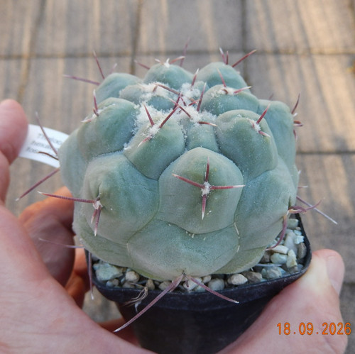 Thelocactus hexaedrophorus