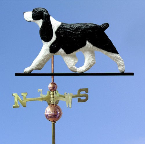 Springer spaniel inglese - spaniel,