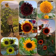 MIX SEMI GIRASOLE