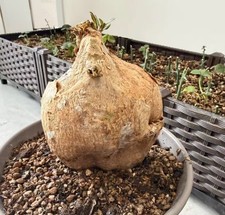 12 cm Adenium obesum "suomali"