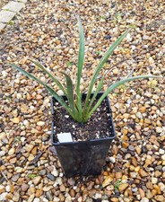 Yucca carnerosana / Conteneur