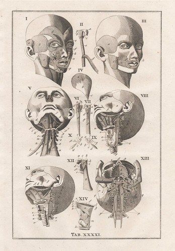 Teschio umano anatomia - teschio,