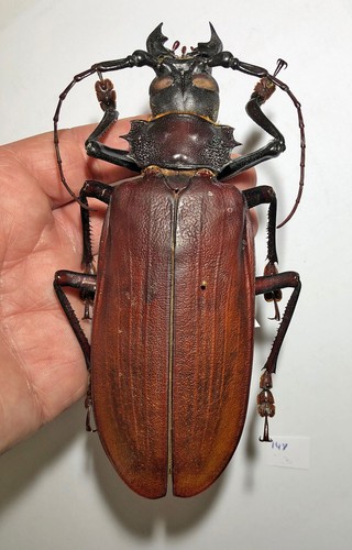 Titanus giganteus taglia - titanus, giganteus******taglia