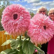 20x semi di girasole rari di orsacchiotto gigante rosa premiati