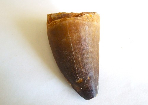 Fossili dente di mosasauro - -,