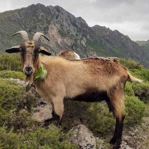 Collare gps per ovini - ovini, e