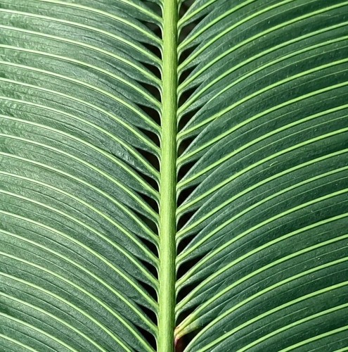 Cycas rumphii seeds semi - -,