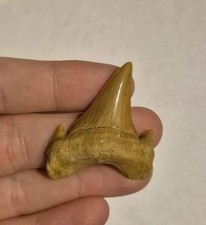 Dente di Squalo Fossile -