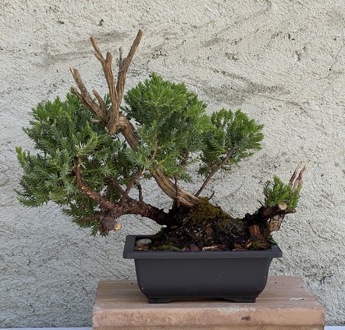 Bonsai ginepro - bonsai,