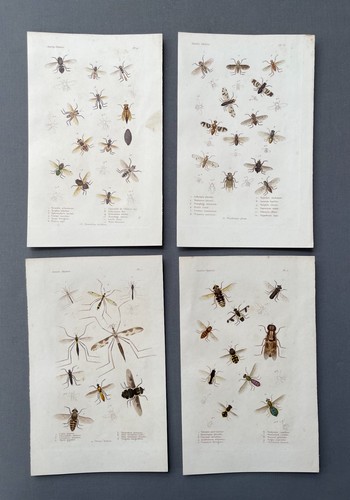 Storia naturale entomologia - storia, naturale,