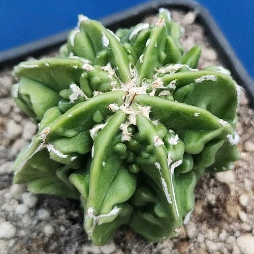 Astrophytum fukuryu hakujo - astrophytum,