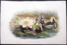 John Gould gallinella Ornitologia stampa antica lito 1865 gallinula chloropus