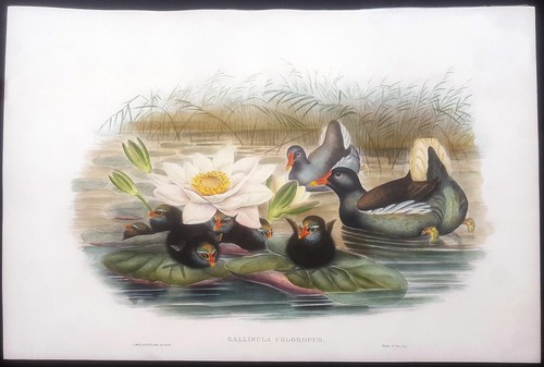 John gould gallinella - gould,