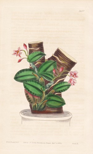 Sofronite cernua brasil fiore - brasil,