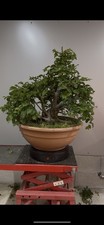 Pre Bonsai Di Carpino Orientalis