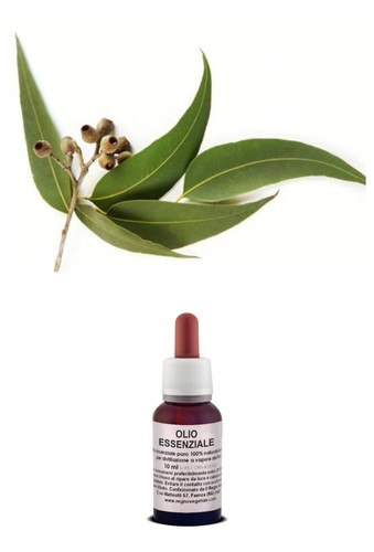 Olio essenziale puro eucalipto - olio,