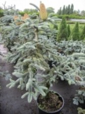 Abies procera Glauca - abete