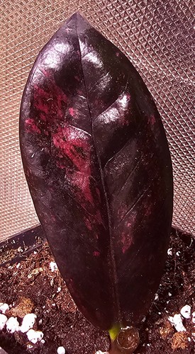 Zamioculcas zamiifolia nero - zamioculcas,