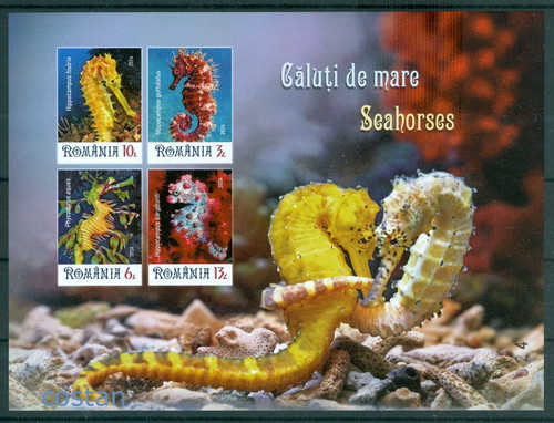 2024 cavalli marini drago - 2024,