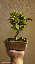Bonsai Ficus