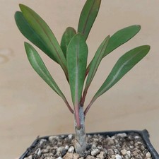 Euphorbia Milii (Hybrid) POT 6