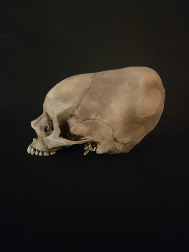 Replica realistica teschio