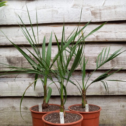 Butia capitata var - ., odorata