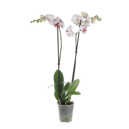 Kentis orchidea phalaenopsis - kentis,