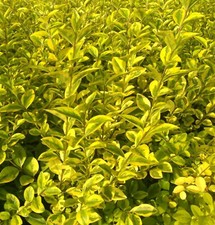 Goldligustrum Ligustrum