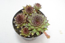 Pianta di SEMPERVIVUM