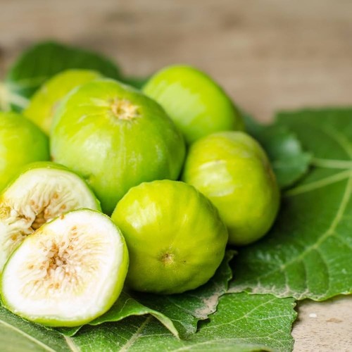 Pianta frutto fico - pianta,