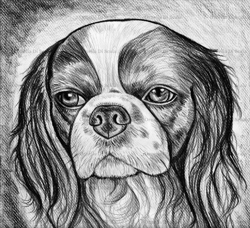 Ritratto cavalier king charles - cavalier,