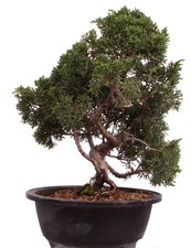 Bonsai - Juniperus chinensis 'Kyushu', Chinesischer Wacholder 224/91