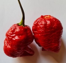20 semi di Peperoncino Trinidad Moruga Scorpion Red Rosso