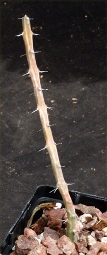 Euphorbia septentrionalis var