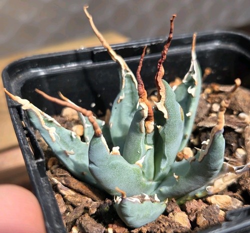 Agave utahensis eborispina - utahensis,
