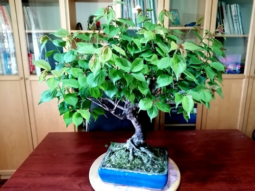 Bonsai prunus mume - di,