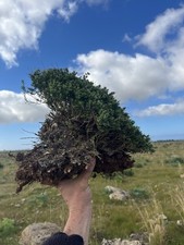 Bonsai Timo , Macchia