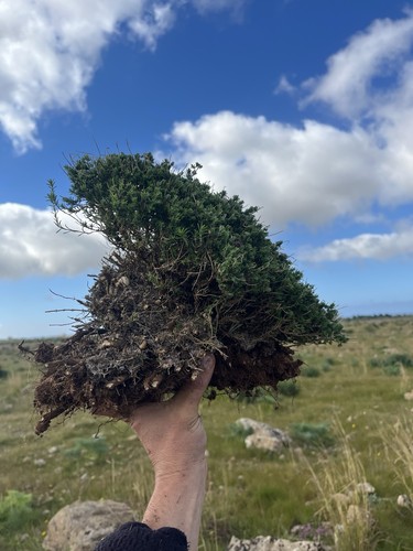 Bonsai timo macchia - bonsai, ,