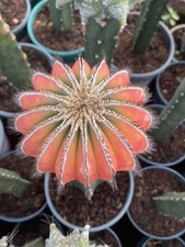 Uebelmannia variegato decorazione giardino piante cactus decorazione boutique WYSIWYG