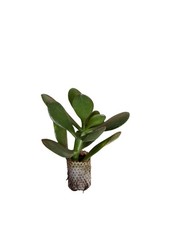 Pezzi piante grasse ovata - 10,