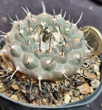 TURBINICARPUS JAUERNIGII from